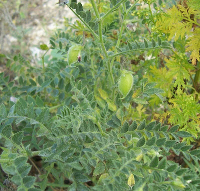 Garbanzo