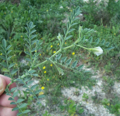 Garbanzo