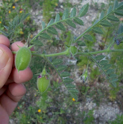 Garbanzo