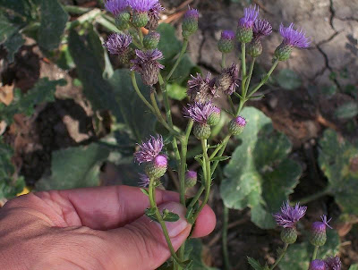 Acker-Distel