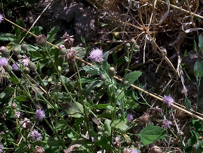 Acker-Distel