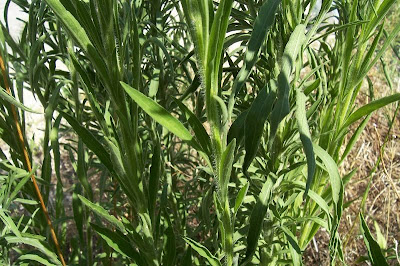 Tall fleabane
