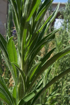 Tall fleabane