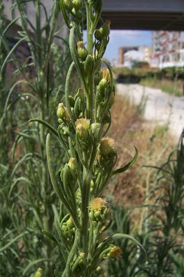 Saeppola di Naudin