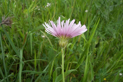 Radicchiella rosea Radicchiella rosea