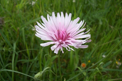Radicchiella rosea Radicchiella rosea