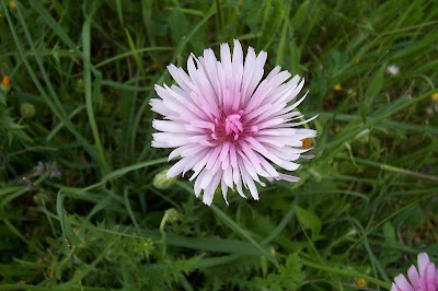 Radicchiella rosea Radicchiella rosea