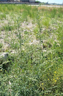 Farinello viburniforme Farinello viburniforme