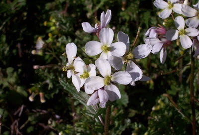 Fausse roquette