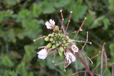 Fausse roquette