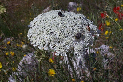 Carota coltivata Carota coltivata