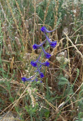 Delphinium halteratum S. et S.
