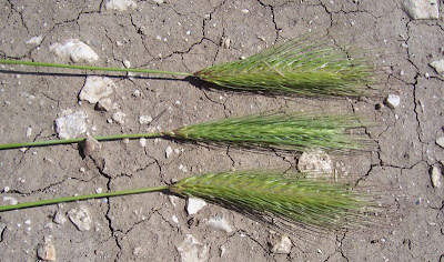 Grano villoso Grano villoso