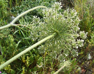 Carota coltivata Carota coltivata