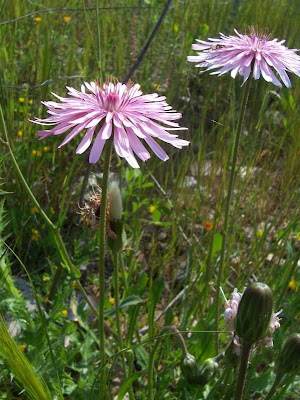 Radicchiella rosea Radicchiella rosea