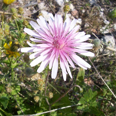 Radicchiella rosea Radicchiella rosea