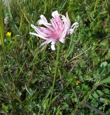 Radicchiella rosea Radicchiella rosea