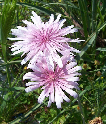 Radicchiella rosea Radicchiella rosea