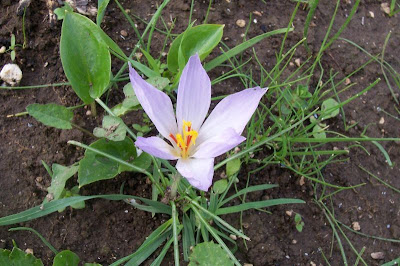 Crocus thomasii Ten.