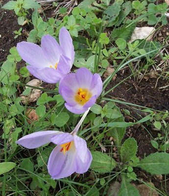 Thomas crocus