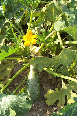 Field pumpkin
