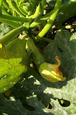 Field pumpkin