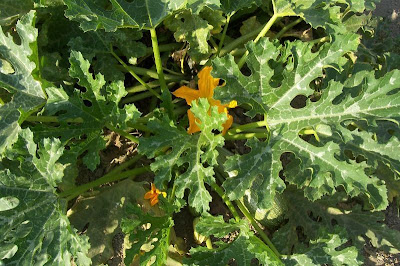 Field pumpkin