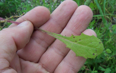Radicchiella rosea Radicchiella rosea