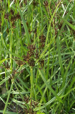 Cyperus rotundus,
alho-bravo,
capim-alho,
capim-dand&aacute;,
casta&ntilde;uela,
chaguan humatag,
coco-grass,
cocograss,
coquito,
juncia,
jun&ccedil;a,
kili'o'opu,
nut sedge,
nut-grass,
nutgrass,
pakopako,
purple nut sedge,
purple nutsedge