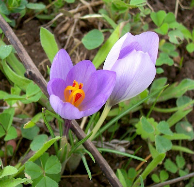 Thomas crocus