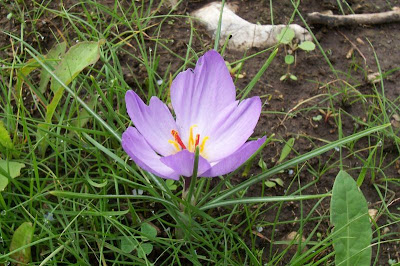 Thomas crocus
