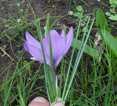 Thomas crocus
