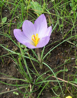 Thomas crocus