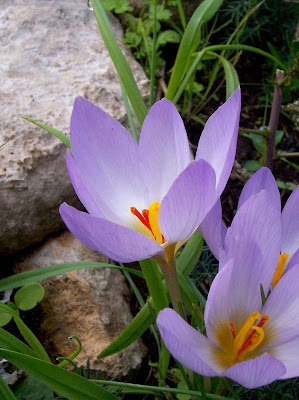 Thomas crocus