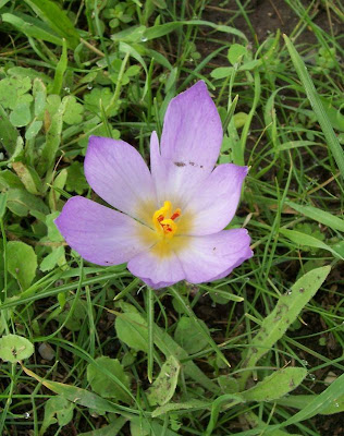 Thomas crocus