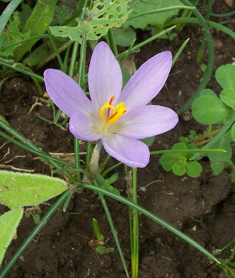 Crocus thomasii Ten.