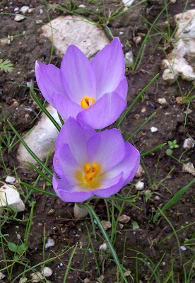 Crocus thomasii Ten.