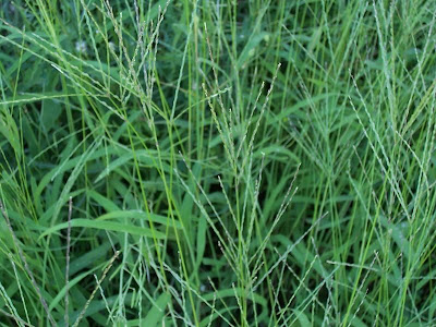 Hairy crab grass