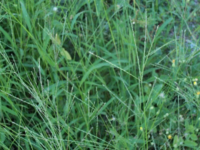 Hairy crab grass