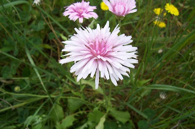 Radicchiella rosea Radicchiella rosea