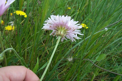 Radicchiella rosea Radicchiella rosea