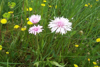 Radicchiella rosea Radicchiella rosea