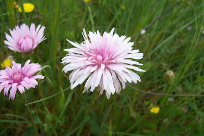 Radicchiella rosea Radicchiella rosea