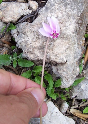 Neaopolitanisches Alpenveilchen