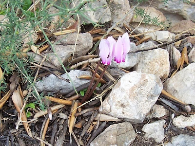 Neaopolitanisches Alpenveilchen
