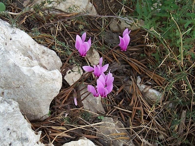 Neaopolitanisches Alpenveilchen