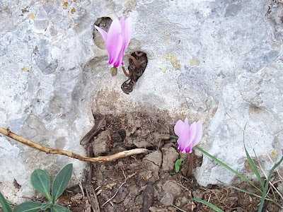 Neaopolitanisches Alpenveilchen