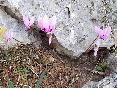 Neaopolitanisches Alpenveilchen
