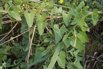 Cynanchum acutum L.