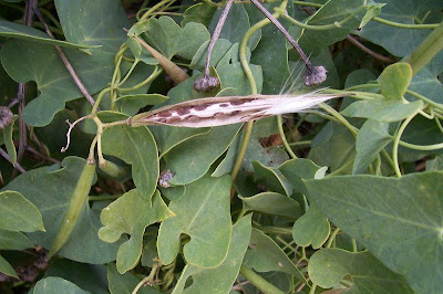 Crisciola Crisciola